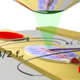 Magneto-optical measurement of spin waves in a magnetic microstructure. The excitation is performed by the microwave field of a waveguide structure.