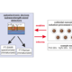 Colloidal nanostructures and solution-processed semiconductors (center) as the common materials platform for the development of next-generation perovskite photovoltaics (right), and subwavelength-sized optoelectronic detectors & miniaturized spectrometers (left).
