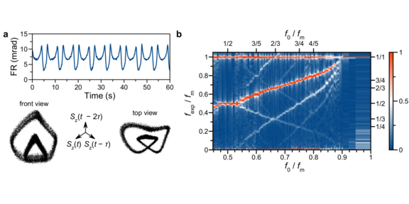 Fig. 1. a- Periodic oscillations of electron spin polarization. At the bottom, different views of the 3-dimensional phase space plot of the limit cycle. Black points mark the recorded data. b- Measured contour plot of fast Fourier (FFT) spectra for the modulated version of the system as a function of the inverse modulation frequency fm. It demonstrates different regimes, including synchronization (horizontal plateaus), bifurcation jets, and chaos. The color scheme on the right indicates the normalized amplitude of the Faraday rotation. f0 – is the first own harmonic of the unmodulated oscillations. fexp – observed FFT frequencies.