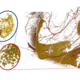 3D visualisation of human neuronal tissue reconstructed by multi-scale X-ray phase contrast tomography. Neuronal cell nuclei are shown in yellow for the granule neurons in the dentate gyrus region of the hippocampus. Blood vessels are shown in red. By changing the X-ray optical magnification in the multi-scale recordings, one can zoom   into regions-of-interest (red ovals). In these scans the resolution is high enough to resolve sub-structures of the nucleus, associated with different DNA packing regimes. Adapted from [6]